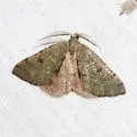 Chloraspilates minima - Hodges#6701 - photo 2