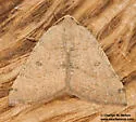 Chloraspilates minima - Hodges#6701 - photo 3