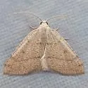 Chloraspilates minima - Hodges#6701 - photo 4