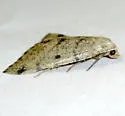 Chloraspilates minima - Hodges#6701 - photo 5