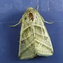Subflexus Straw Moth - Hodges#11070