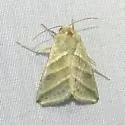 Subflexus Straw Moth - Hodges#11070 - photo 2