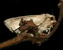 Subflexus Straw Moth - Hodges#11070 - photo 4