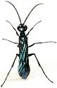 Iridescent Cockroach-hunter Wasp
