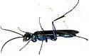 Iridescent Cockroach-hunter Wasp - photo 2