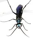 Iridescent Cockroach-hunter Wasp - photo 3