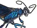 Iridescent Cockroach-hunter Wasp - photo 4