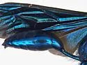 Iridescent Cockroach-hunter Wasp - photo 5