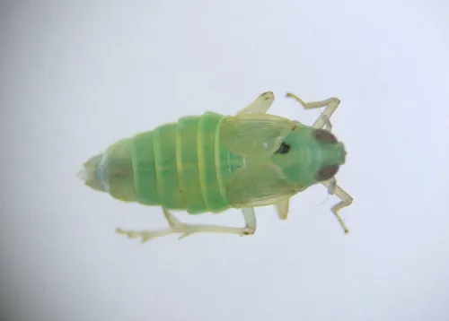 Chloriona glaucescens