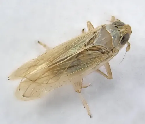 Chloriona glaucescens - photo 2