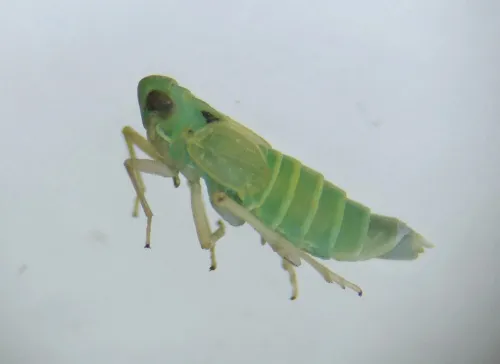 Chloriona glaucescens - photo 3
