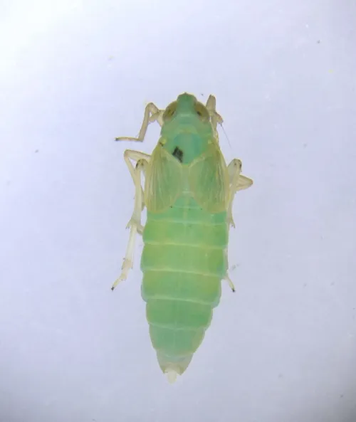 Chloriona glaucescens - photo 4