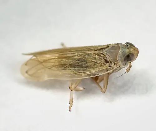 Chloriona glaucescens - photo 5