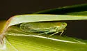 Chloriona sicula - photo 4