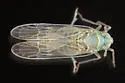 Chloriona sicula - photo 5