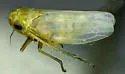 Chlorita nearctica - photo 2