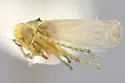 Chlorita nearctica - photo 3