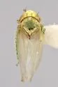 Chlorita nearctica - photo 4