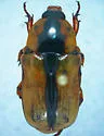 Chlorixanthe propinqua