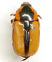 Chlorixanthe propinqua - photo 3