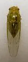 Chlorocanta viridis