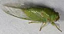 Chlorocanta viridis - photo 2