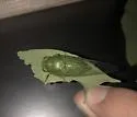 Chlorocanta viridis - photo 3