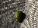 Chlorocanta viridis - photo 4