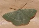 Thin-lined Chlorochlamys Moth - Hodges#7074