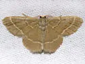 Thin-lined Chlorochlamys Moth - Hodges#7074 - photo 2