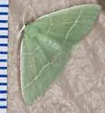 Thin-lined Chlorochlamys Moth - Hodges#7074 - photo 3