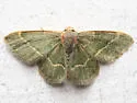 Thin-lined Chlorochlamys Moth - Hodges#7074 - photo 4