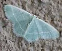 Chlorochlamys triangularis - Hodges#7072