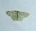Chlorochlamys triangularis - Hodges#7072 - photo 2