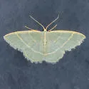 Chlorochlamys triangularis - Hodges#7072 - photo 3