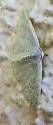 Chlorochlamys triangularis - Hodges#7072 - photo 4