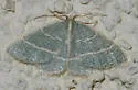 Chlorochlamys triangularis - Hodges#7072 - photo 5