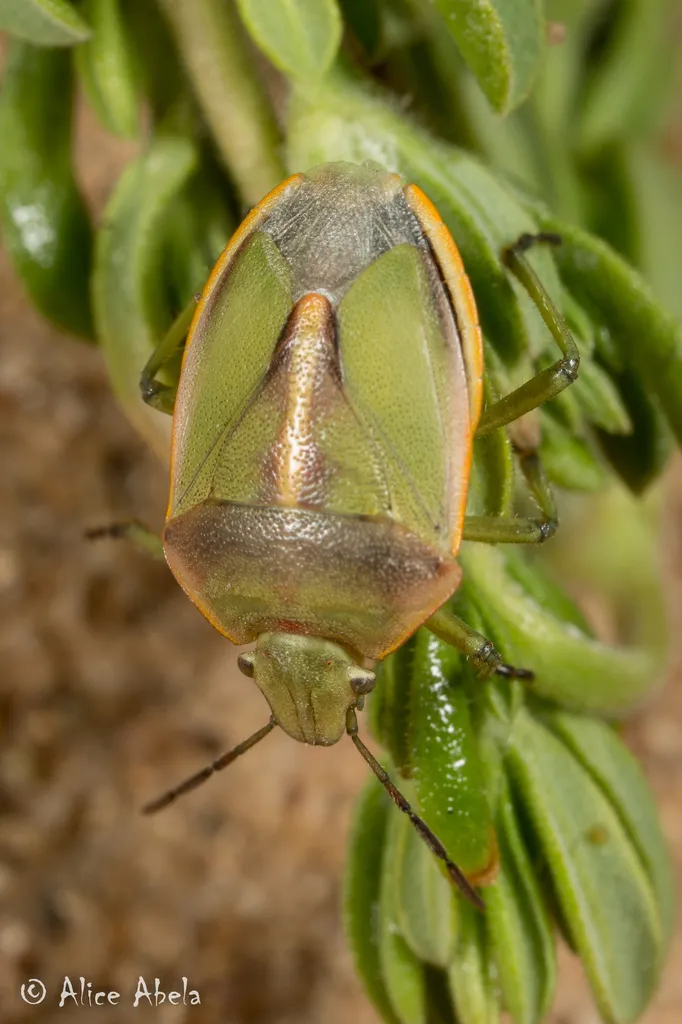 Chlorochroa belfragii - photo 2