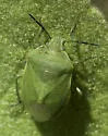 Chlorochroa congrua