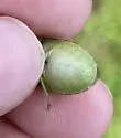 Dismal Swamp Stink Bug