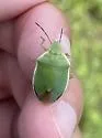 Dismal Swamp Stink Bug - photo 2