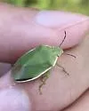 Dismal Swamp Stink Bug - photo 3
