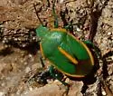 Chlorochroa faceta