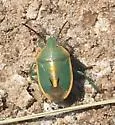 Chlorochroa faceta - photo 3