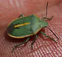 Chlorochroa faceta - photo 4