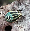Chlorochroa faceta - photo 5
