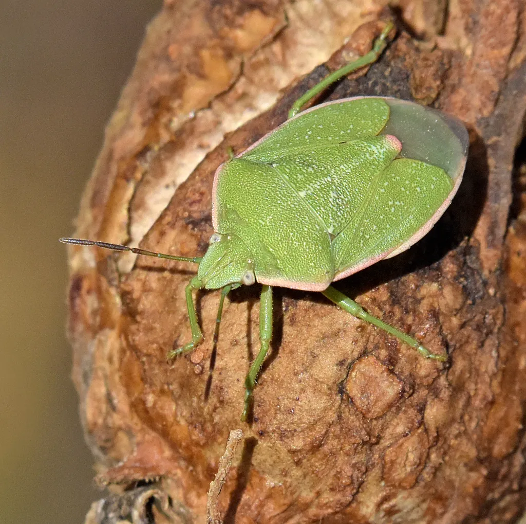 Chlorochroa granulosa - photo 2