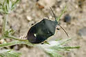 Chlorochroa kanei