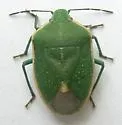 Chlorochroa kanei - photo 2
