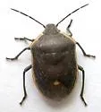 Chlorochroa kanei - photo 3